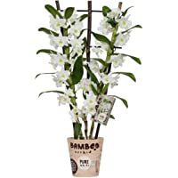 Orquídea de BAMBOO ORCHID – Bambú orquídea – Altura: 50 cm- 2 brotes- Flores blancas – Dendrobium Nobile Apollon